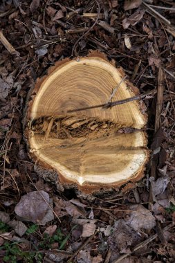 Ağaç gövdesi ahşap talaşlarıyla çevrili.