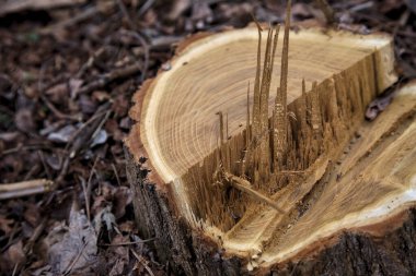Ağaç gövdesi ahşap talaşlarıyla çevrili.