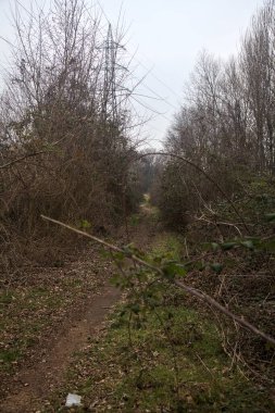 Kışın bulutlu bir günde ağaçlarla kaplı bir korulukta yol.