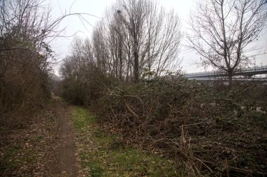 Kışın bulutlu bir günde ağaçlarla kaplı bir korulukta yol.