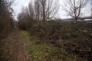 Kışın bulutlu bir günde ağaçlarla kaplı bir korulukta yol.