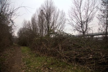 Kışın bulutlu bir günde ağaçlarla kaplı bir korulukta yol.