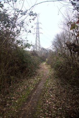 Kışın bulutlu bir günde ağaçlarla kaplı bir korulukta yol.