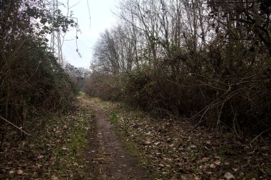 Kışın bulutlu bir günde ağaçlarla kaplı bir korulukta yol.