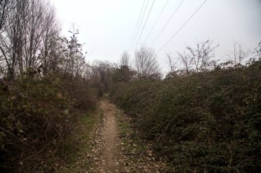 Kışın bulutlu bir günde ağaçlarla kaplı bir korulukta yol.