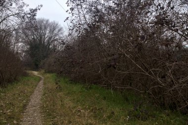 Kışın bulutlu bir günde ağaçların arasındaki ağaçlarla çevrili küçük patika.