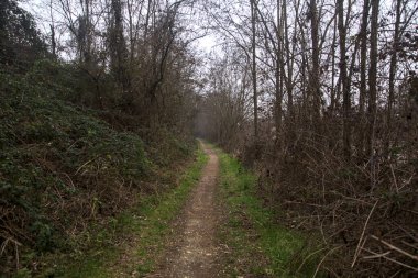 Kışın bulutlu bir günde ağaçların arasındaki ağaçlarla çevrili küçük patika.