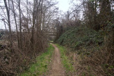 Kışın bulutlu bir günde ağaçların arasındaki ağaçlarla çevrili küçük patika.