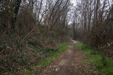 Kışın bulutlu bir günde ağaçların arasındaki ağaçlarla çevrili küçük patika.