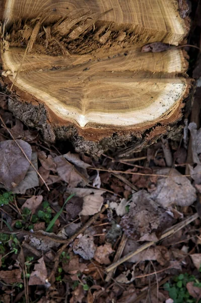 Baumstumpf Umgeben Von Holzspänen — Stockfoto