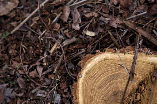 Baumstumpf Umgeben Von Holzspänen — Stockfoto