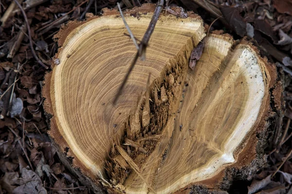 Ceppo Albero Circondato Trucioli Legno — Foto Stock