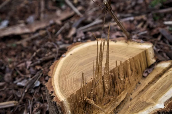 木の削り屑に囲まれた木の切り株 — ストック写真