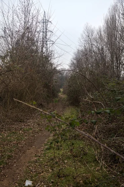 Sentier Dans Bosquet Avec Des Arbres Nus Par Une Journée — Photo