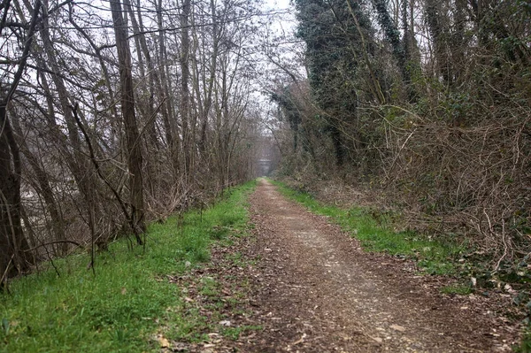 Tiny Trail Bordered Bare Trees Wood Cloudy Day Winter — Stock Photo, Image