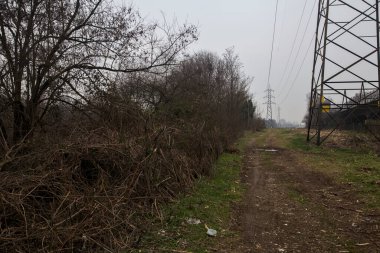 Elektrik direği olan bir koruluğun yanındaki arazide toprak yol.