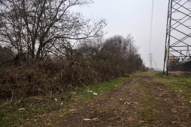 Elektrik direği olan bir koruluğun yanındaki arazide toprak yol.
