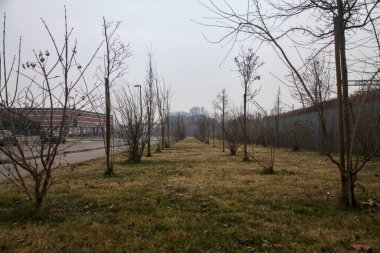 Çimenlerin üzerinde dal var.