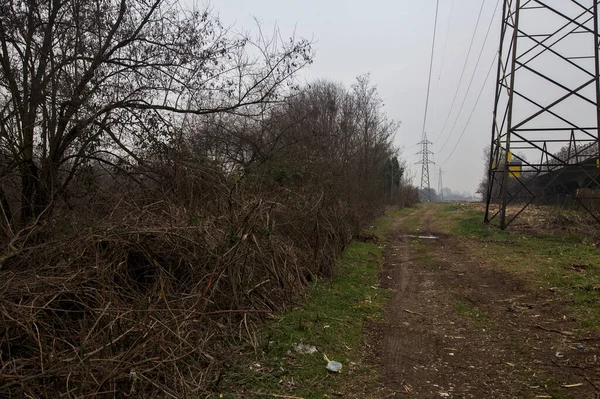 Elektrik direği olan bir koruluğun yanındaki arazide toprak yol.