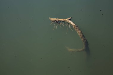 Açık bir gölde batık bir dal.