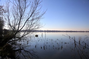 Açık bir günde ağaçlar ve bitkilerle dolu bir gölün kıyısında