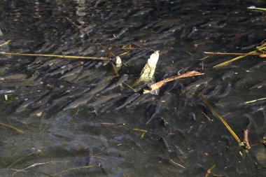 Yukarıdan görülen bir gölde balıklar