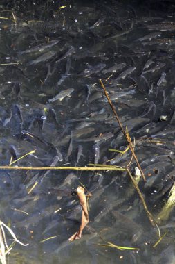 Yukarıdan görülen bir gölde balıklar