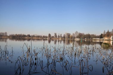 Açık bir günde ağaçlar ve bitkilerle dolu bir gölün kıyısında