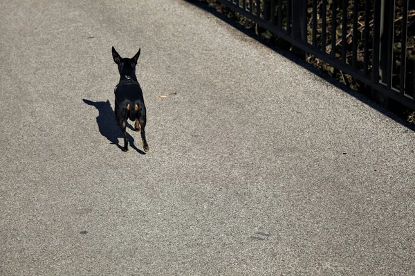 Pinscher Hund Geht Mit Seinem Besitzer Spazieren — Stockfoto
