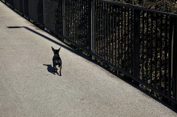 Pinscher Pies Spacery Wraz Właścicielem — Zdjęcie stockowe