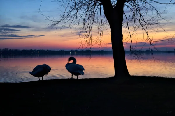 Bomen Aan Oever Van Een Meer Bij Zonsondergang Met Zwanen — Stockfoto