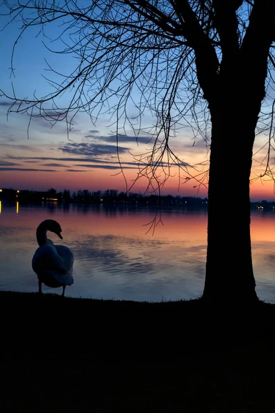 Trees Shore Lake Sunset Swans Mallards — Stock Photo, Image