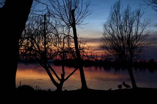 Árboles Junto Orilla Lago Atardecer Con Cisnes Ánades Reales —  Fotos de Stock