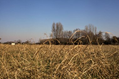 Güneşli bir günde çıplak bir koruluğu olan ekilmemiş bir arazi.