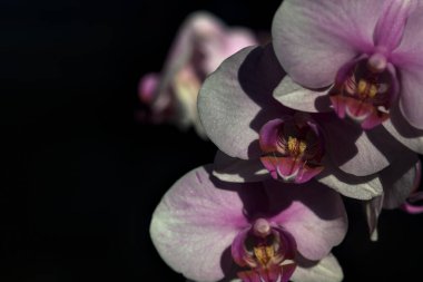 Pembe penaenopsis orkidesi çiçek açmış. Yakından görülüyor.