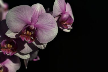 Pembe penaenopsis orkidesi çiçek açmış. Yakından görülüyor.