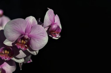 Pembe penaenopsis orkidesi çiçek açmış. Yakından görülüyor.