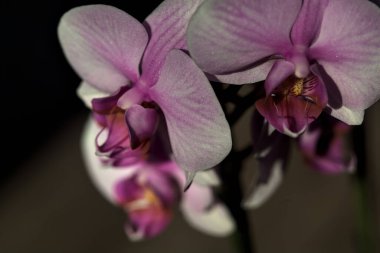 Pembe penaenopsis orkidesi çiçek açmış. Yakından görülüyor.
