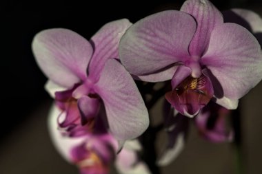 Pembe penaenopsis orkidesi çiçek açmış. Yakından görülüyor.