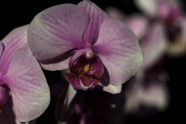 Pembe penaenopsis orkidesi çiçek açmış. Yakından görülüyor.