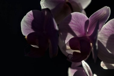 Pembe penaenopsis orkidesi çiçek açmış. Yakından görülüyor.