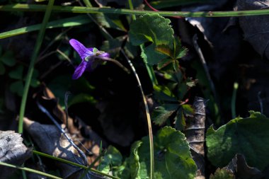 Gökyüzünden görünen çimlerde Violet