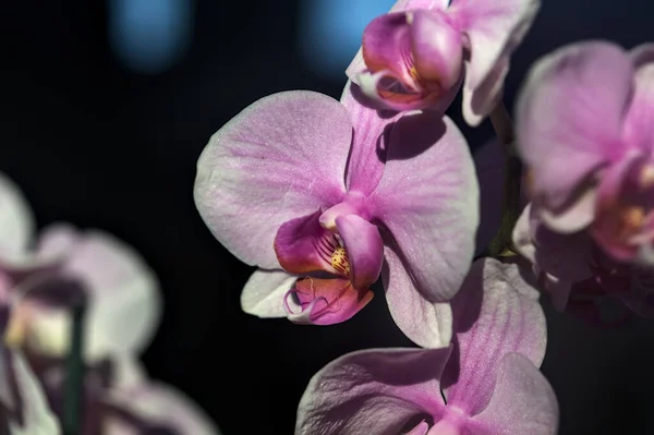 Orquídea Phalaenopsis Rosa Flor Vista Perto — Fotografia de Stock