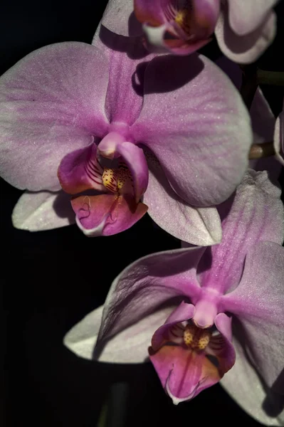 Розовый Фаленопсис Орхидея Цветении Виден Близко — стоковое фото