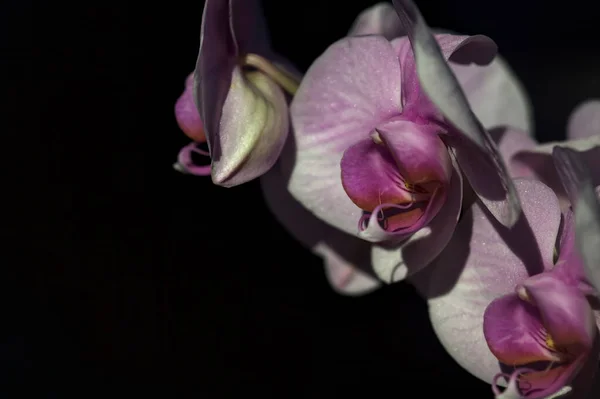 Phalaenopsis Orchidee Voller Blüte Aus Nächster Nähe Gesehen — Stockfoto