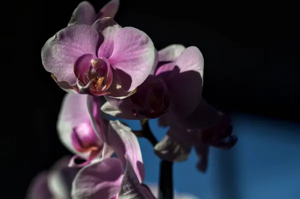 近くで見られる花にピンクの花茎蘭 — ストック写真