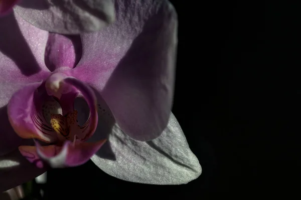 Rózsaszín Phalaenopsis Orchidea Virág Látható Közelről — Stock Fotó