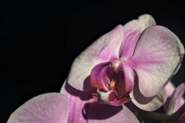 Phalaenopsis Orchidee Voller Blüte Aus Nächster Nähe Gesehen — Stockfoto