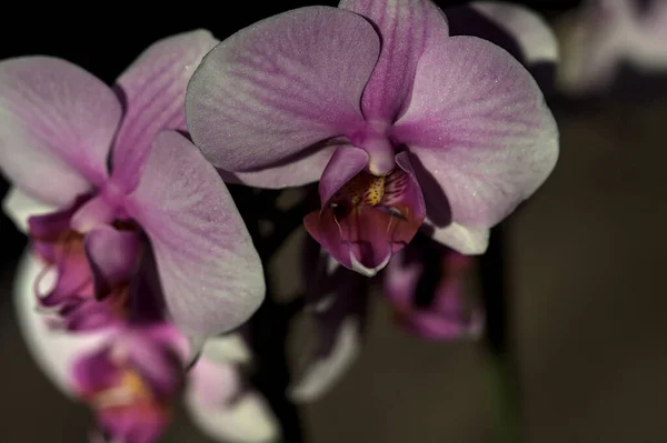 Orchidée Rose Phalaenopsis Fleur Vue Près — Photo