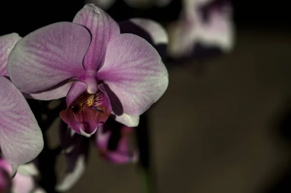 近くで見られる花にピンクの花茎蘭 — ストック写真